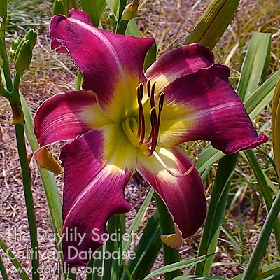 Flamboyant Floozy AHS image