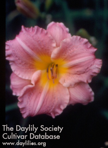 Socks Pink Ruffles AHS image