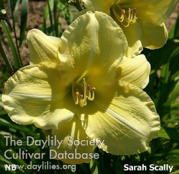 Sarah Scally AHS image