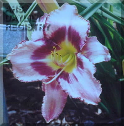 Marlette Mystique AHS image