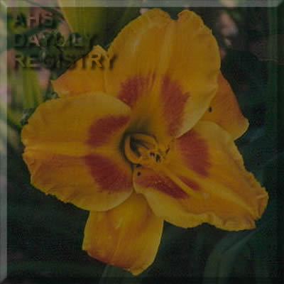 Marlette Moon Glow AHS image