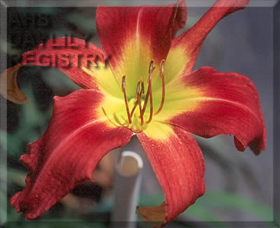 Star Chaser AHS image
