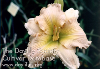 Do You Know Doris AHS image