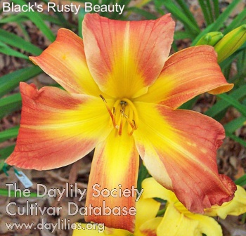 Black's Rusty Beauty AHS image