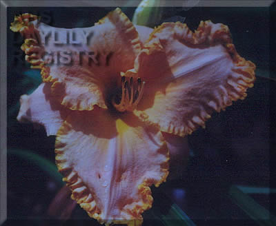 Orange Braid AHS image