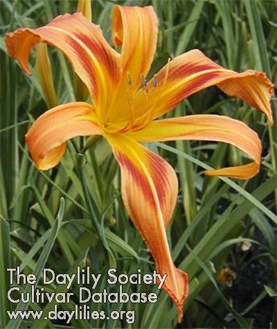Orange You Special AHS image
