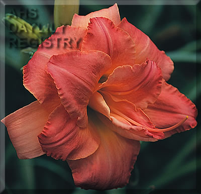 Formal Appearance AHS image