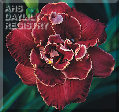 Shirley Valentine AHS image