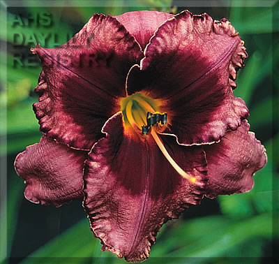 Night Breeze AHS image