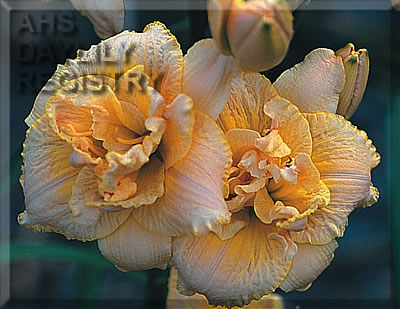 Peach Merchant AHS image