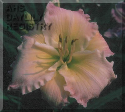 Barnegat's Deedee AHS image