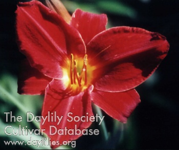 Divisadero Street AHS image