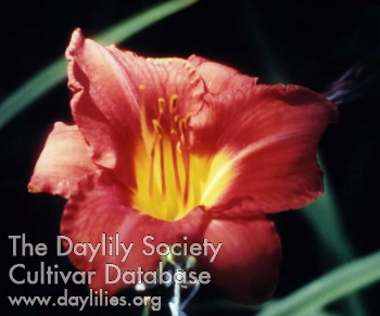 Lady Ruph of Carrvilla AHS image