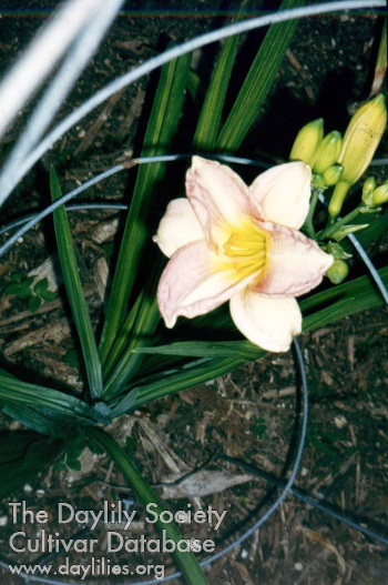 Dorothy Simmons
