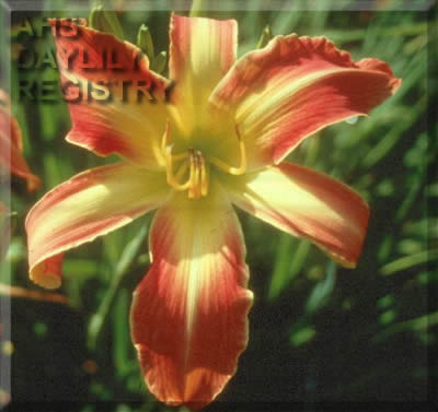 Rachel Frye AHS image