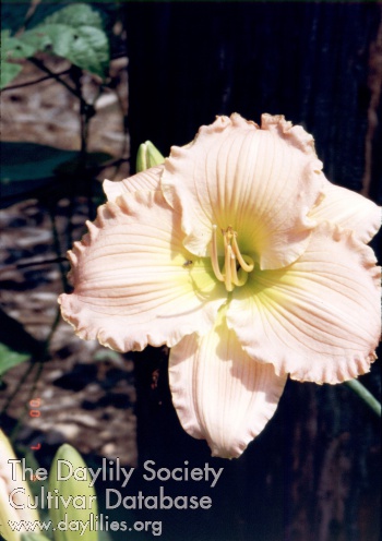 Ruth Stephens Gregory AHS image