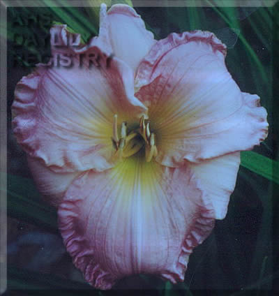 Fairyland Princess AHS image
