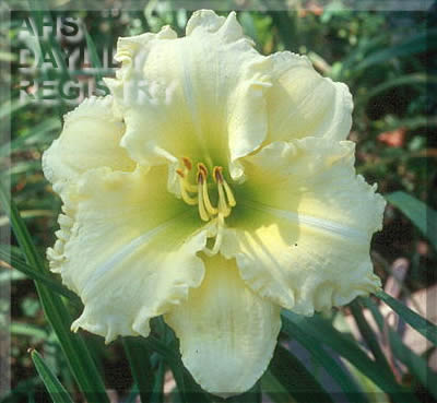George Coffee Memorial AHS image