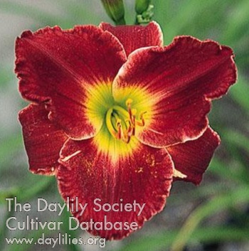 Crimson Passion AHS image