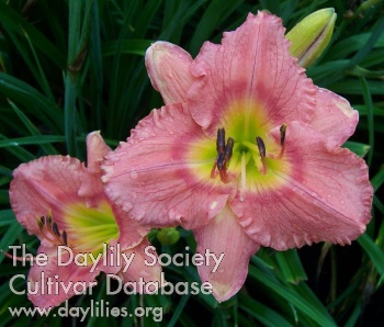 Ashcombe's Pink Delight