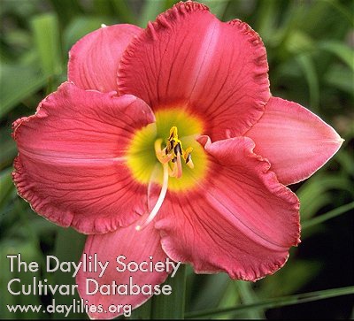 Rose Fiesta AHS image