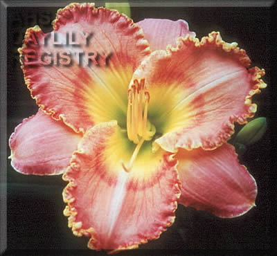 Bubba's Seminole Dynasty Record AHS image