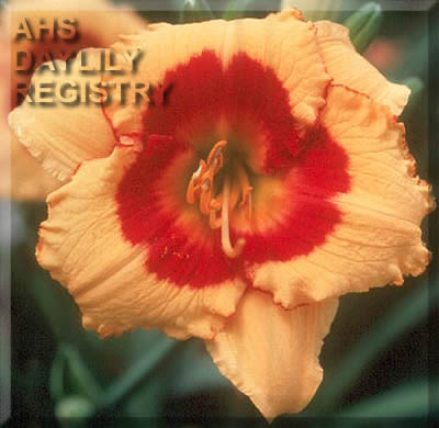 Merry Mimic AHS image