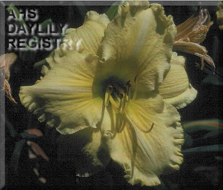 Gisela's Sunshine AHS image