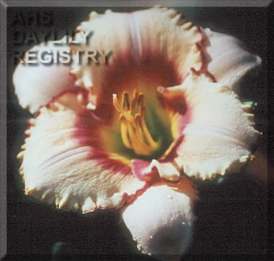 Bubba's Seminole Destiny AHS image