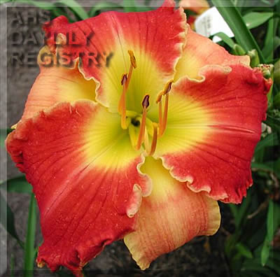 Bicolor Beautiful AHS image