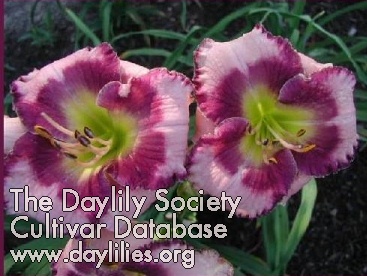 Delaware Doosy AHS image