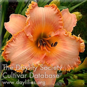 Braided Starburst AHS image