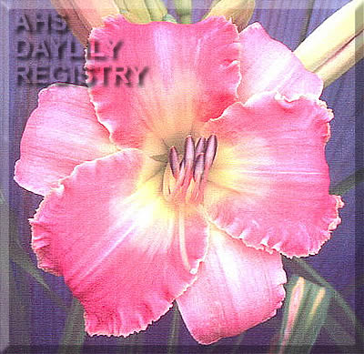 Hawaiian Coral AHS image