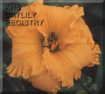 Villa Del Sol AHS image