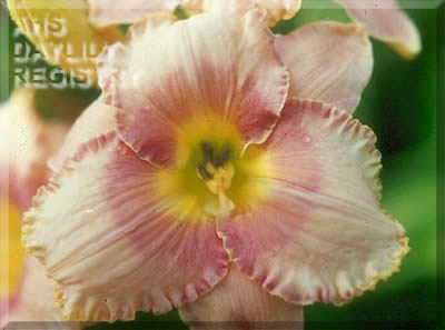 Small World Pink Circle AHS image