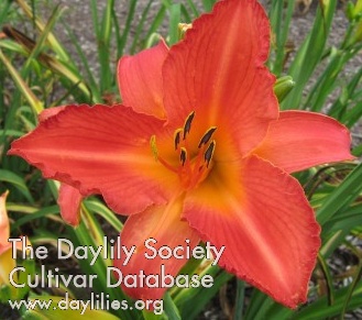 Flaming Pearl AHS image