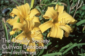July Gold AHS image