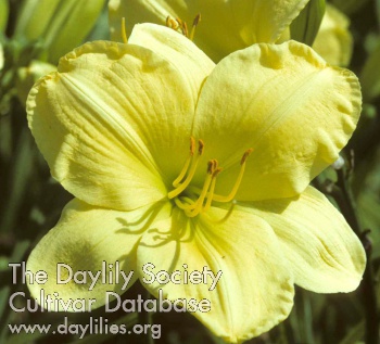Pleasing Yellow AHS image