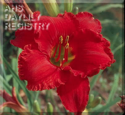 Crimson Renaissance AHS image
