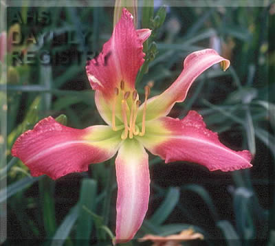 Hootchie Mama AHS image