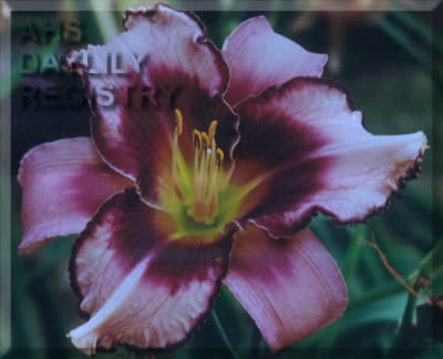 Persian Spy AHS image