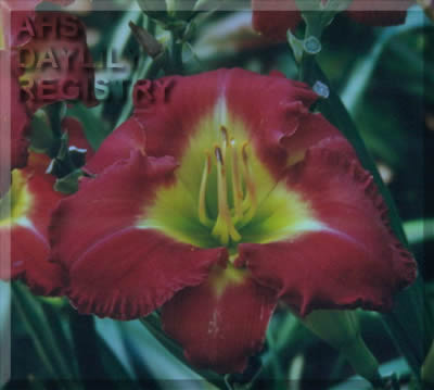 Tango Flirt AHS image