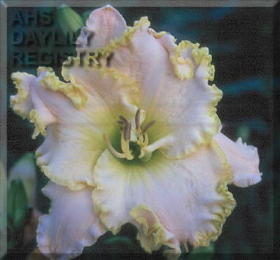 Cortina AHS image