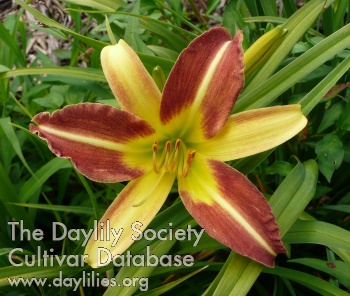 Russell's Minuet AHS image
