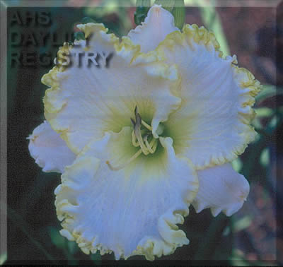Sunday White AHS image