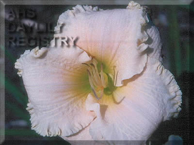 Meringue Pie AHS image