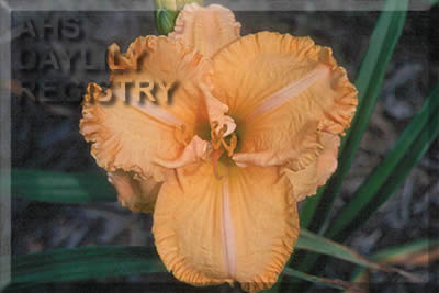 Betty Marlene AHS image
