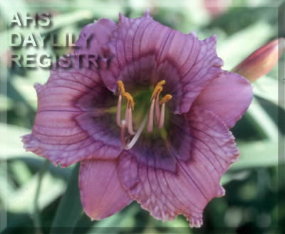 Blue Flirt AHS image