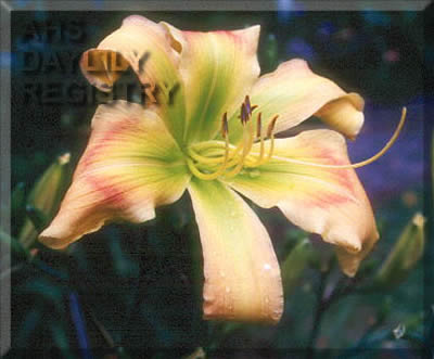 Morning All Day AHS image