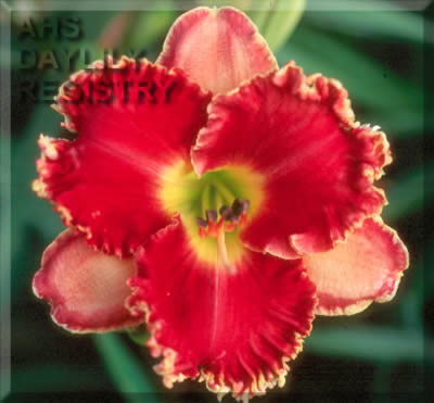 Scarlet Lace AHS image